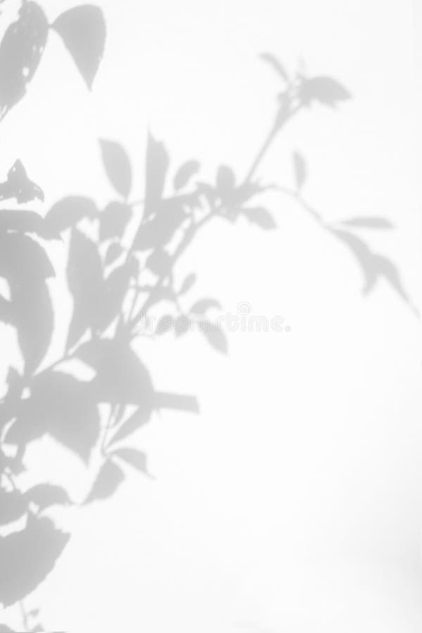 Gray shadow of the wild roses leaves and flowers on a white wall. Overlay effect for photo. Gray shadow of the wild roses leaves on a white wall. Abstract neutral nature concept blurred background. Space for text, briar, flower, plant, light, leaf, foliage, design, branch, surface, artistic, backdrop, black, dark, garden, grey, lush, pattern, shadows, shape, sunlight, sunny, sunshine, texture, twig, vegetation, delicate, copy, composition, vabi, sabi, japanese, philosophy, dog-rose, brier, natural. Gray shadow of the wild roses leaves and flowers on a white wall. Overlay effect for photo. Gray shadow of the wild roses leaves on a white wall. Abstract neutral nature concept blurred background. Space for text, briar, flower, plant, light, leaf, foliage, design, branch, surface, artistic, backdrop, black, dark, garden, grey, lush, pattern, shadows, shape, sunlight, sunny, sunshine, texture, twig, vegetation, delicate, copy, composition, vabi, sabi, japanese, philosophy, dog-rose, brier, natural