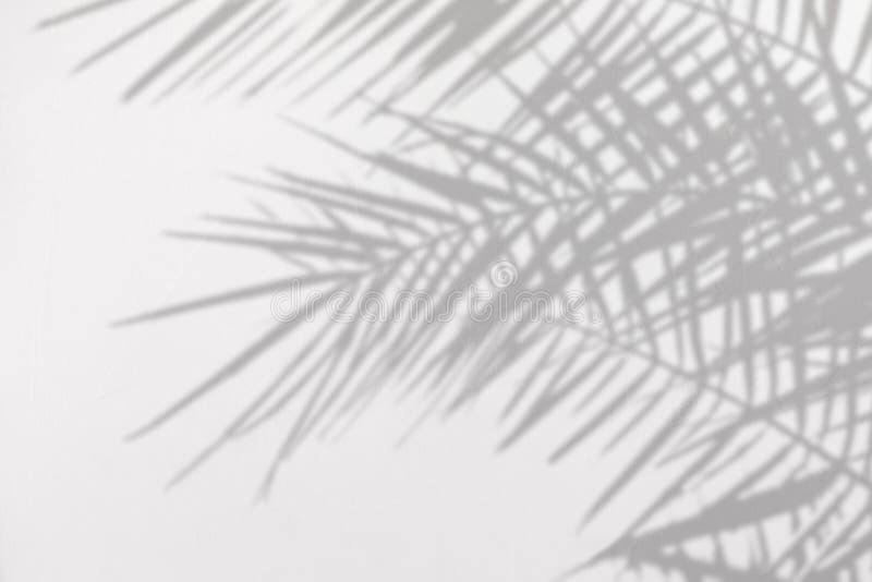 Sombra cinzenta de folhas de palmeira naturais em uma parede textured concreta branca