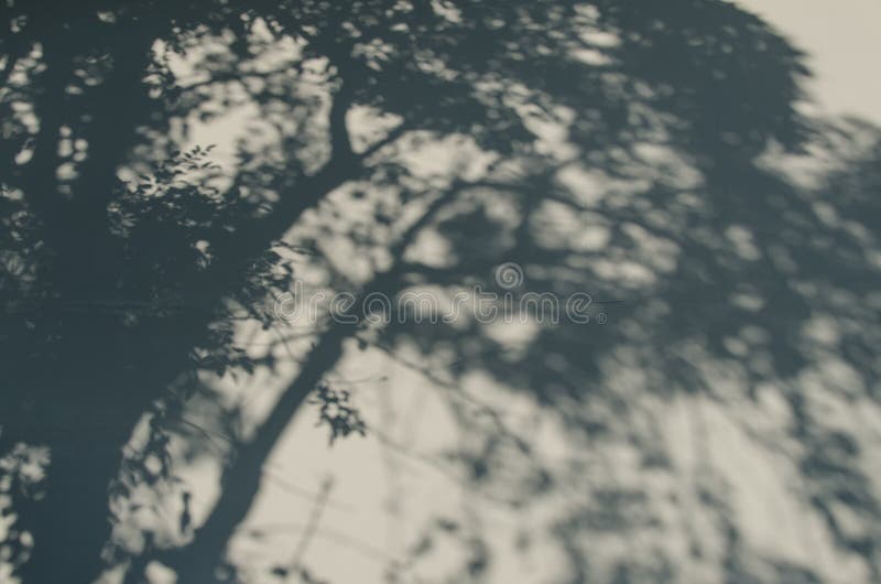 Sombra da árvore