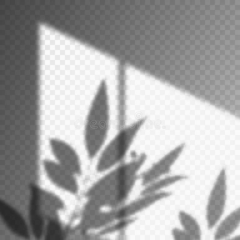 Sombra de hoja o planta sobre fondo transparente
