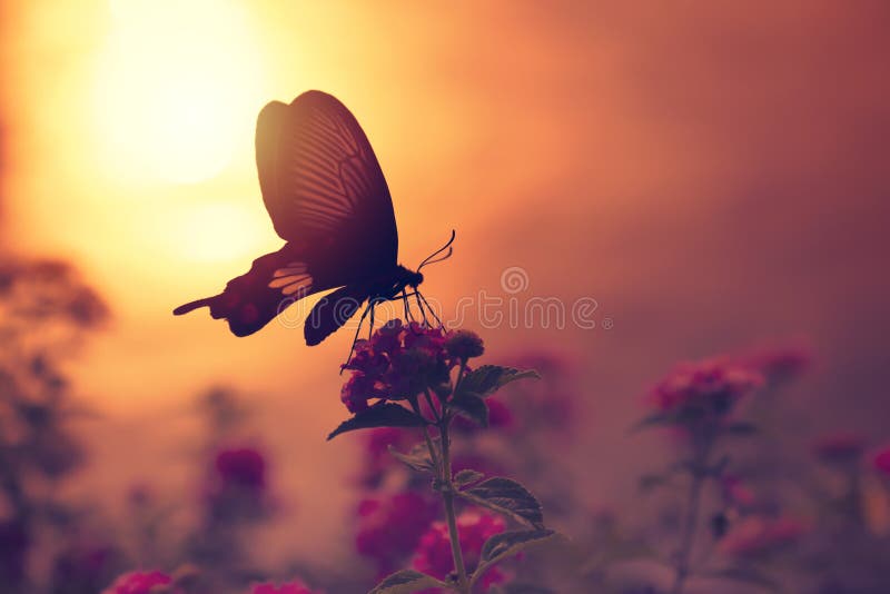 Sombra de la mariposa en las flores con la reflexión de la luz del sol del wat