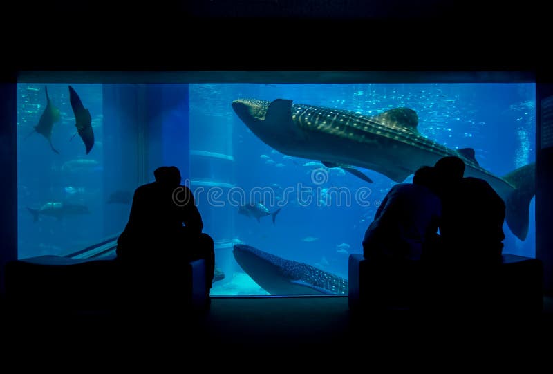 Sombra de los turistas que toman imágenes y que gozan de criaturas del mar en Osaka Aquarium Kaiyukan en Osaka, Japón