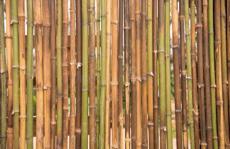 Cercado del panel de bambú foto de archivo. Imagen de nombres - 17248042