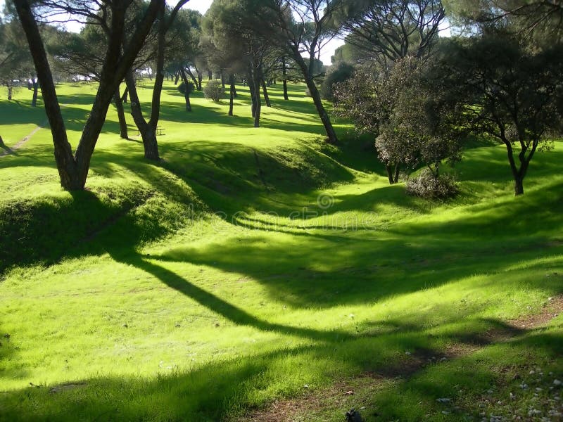 Sombras suaves de la mañana del verano en parque imagen de archivo libre de regalías Sombras suaves de la mañana del verano en parque imagen de archivo libre de regalías