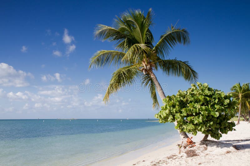 Pláž palma stromy na, spojené štáty americké.