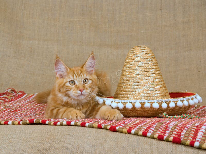 Pretty and cute red and white Maine Coon kitten lying on red woven rug with sombrero hat, on hessian background. Pretty and cute red and white Maine Coon kitten lying on red woven rug with sombrero hat, on hessian background