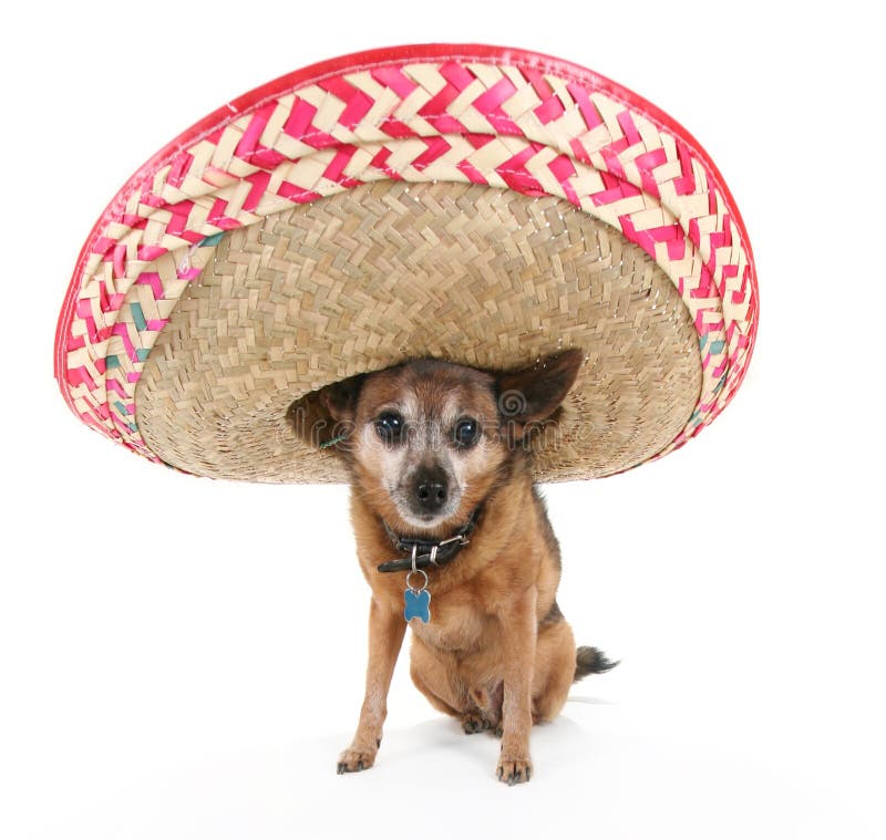 dog sombrero