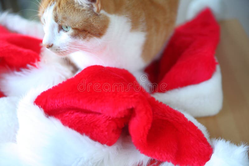Sombreros de Papá Noel con el gato anaranjado y blanco fotos de archivo Sombreros de Papá Noel con el gato anaranjado y blanco fotos de archivo