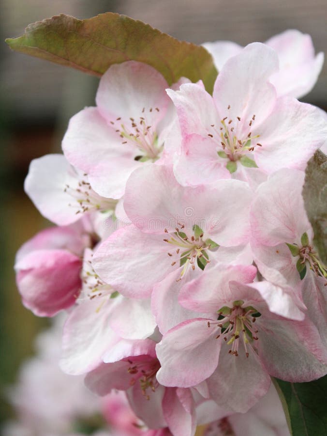 Flowers of a cherrytree stock photo. Image of calmness 73773508