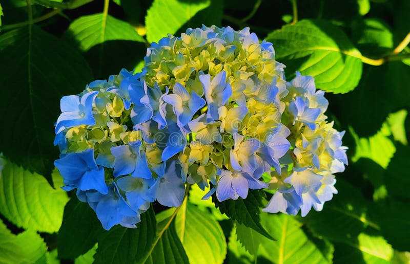 Some Blue and Yellow Flowers Stock Image Image of lilac, plant 220444205