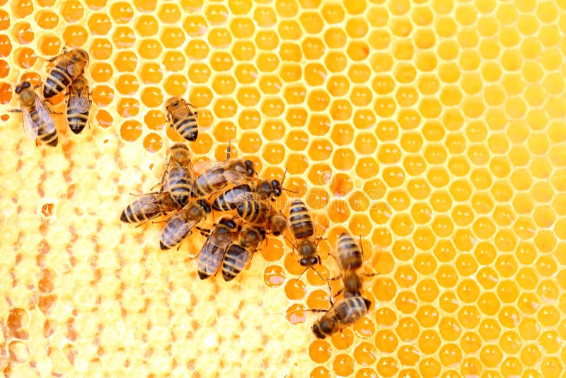 Some Busy Honey Bees on a Beeswax Stock Image Image of healthy