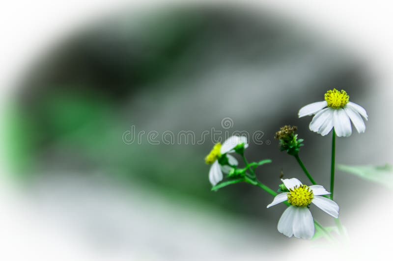 Some daisies stock image. Image of close, flora, daisy 60783871