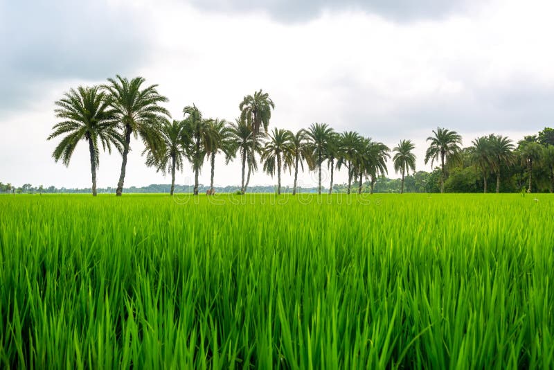 Paddy field: Hãy chiêm ngưỡng cánh đồng lúa chín vàng óng, rộng lớn đến nỗi con người trở nên vô cùng bé nhỏ trước vẻ đẹp nên thơ, lãng mạn của thiên nhiên Việt Nam. Hình ảnh này sẽ mang đến cho bạn một cảm giác bình yên, dịu dàng và được miễn phí chất độc trong không gian xanh tươi.