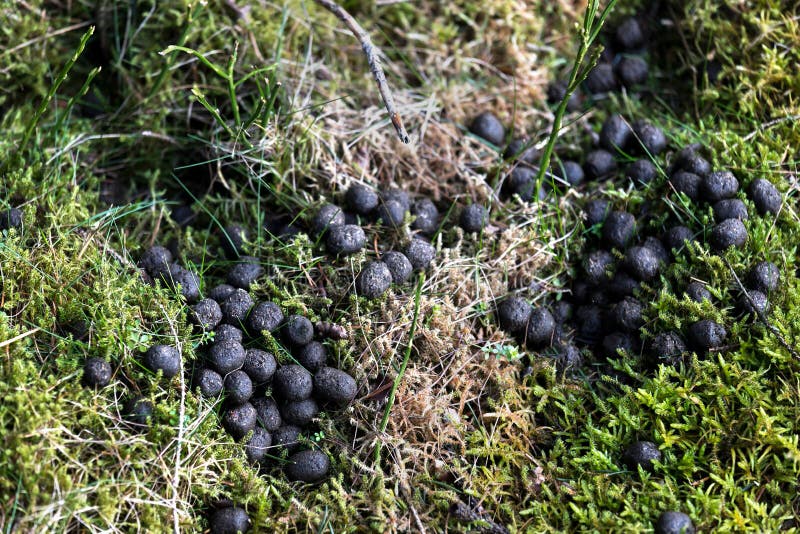 Deer poop in the forest stock image. Image of poop, deer 173273363