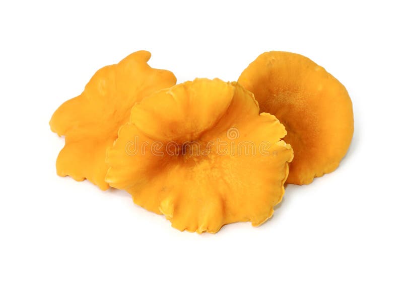 Some Edible Chanterelles on White Stock Image Image of tasty