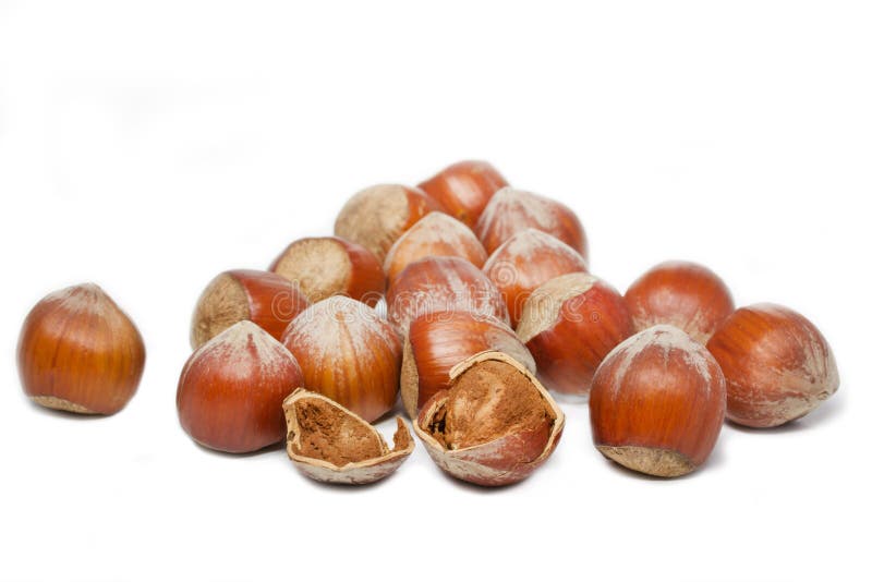 Hazelnut Group stock photo. Image of fruits, hazelnut 37773492