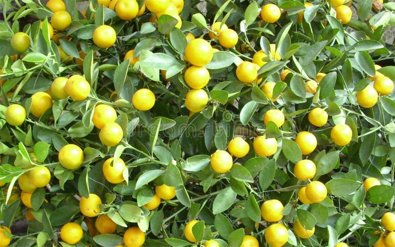 Some little yellow fruit stock photo. Image of flora 32263606
