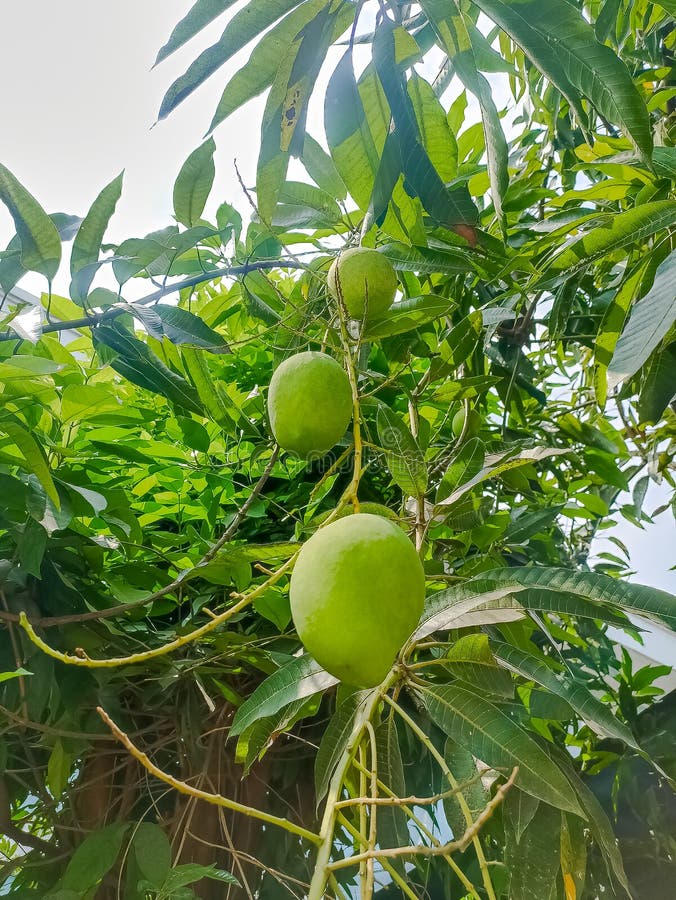 Some mangoes grow on trees stock image. Image of trees 279114749