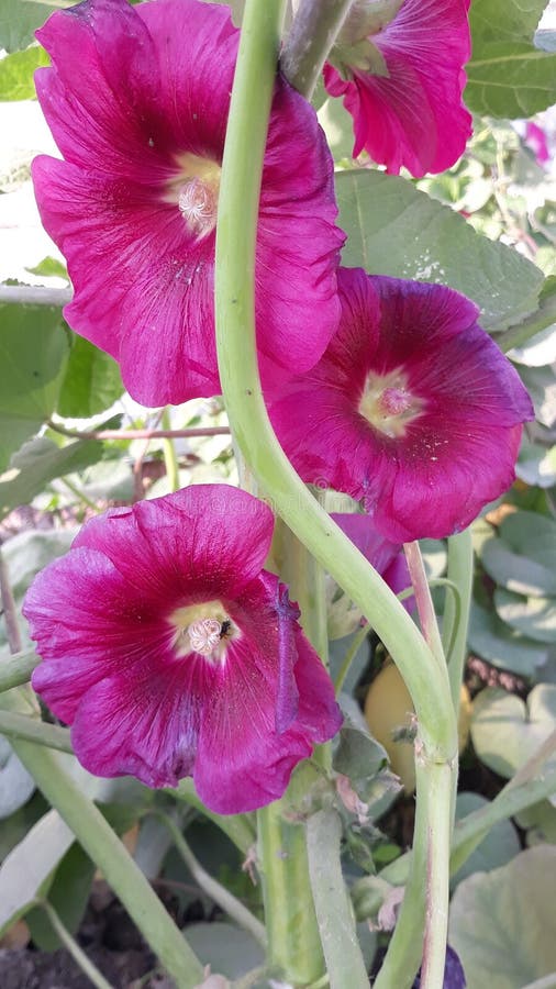 Some Nice Flowers Picture in Plant Stock Image Image of pink