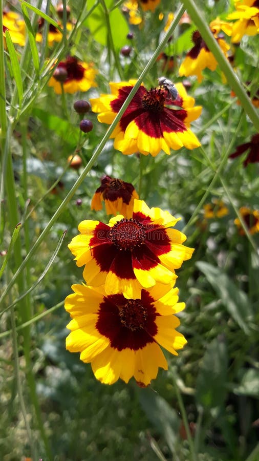 Some Nice Flowers Picture in Plant Stock Image Image of flowers
