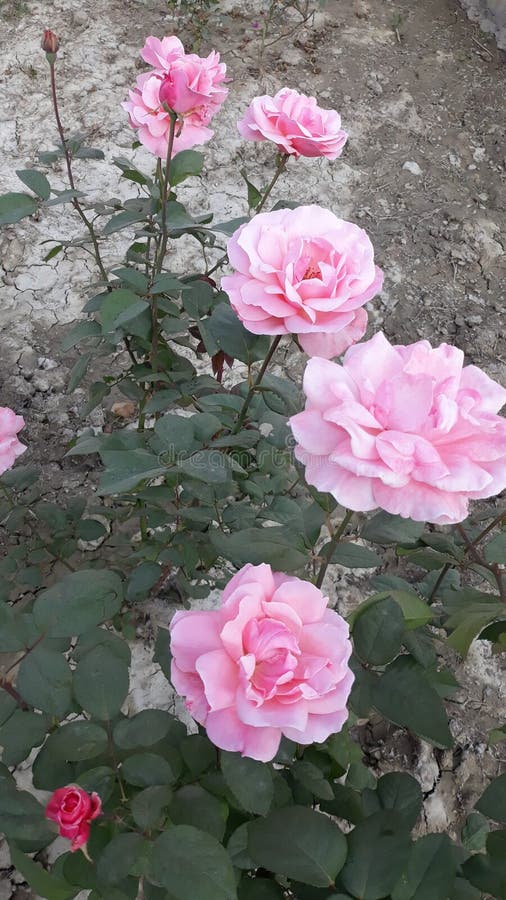 Some Nice Roses Picture in Plant Stock Image Image of petal, bouquet