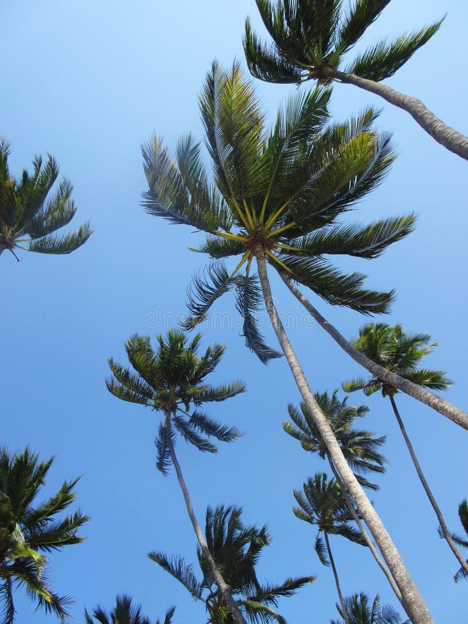 Palm trees in the wind royalty free stock photography Palm trees in the wind royalty free stock photography