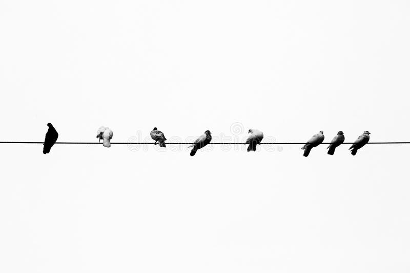 Птицы на проводах фото. Птички на проводе. Птицы на проводах зима. Черно белые птички на проводе.