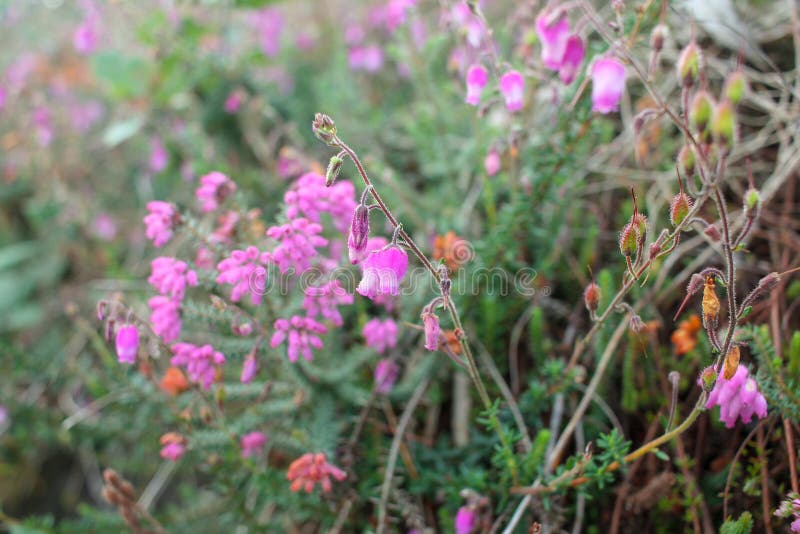 Wild Flowers in the Woods during Sunset Stock Photo Image of