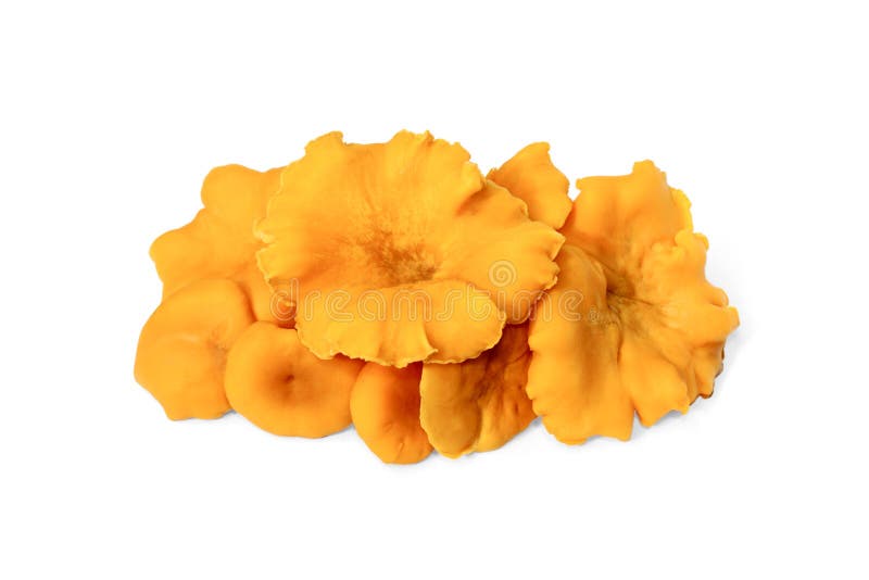Some Raw Edible Chanterelles on White Stock Image Image of mushroom