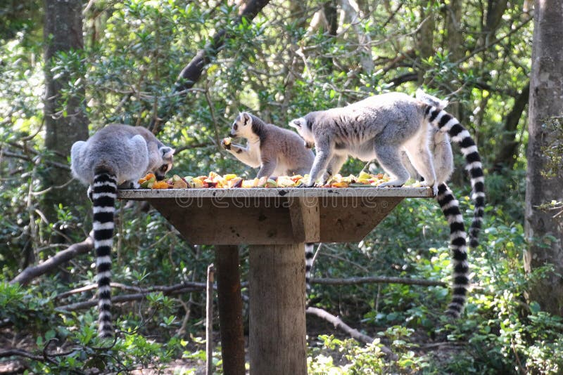 Some Ring-tail lemurs in Monkeyland, a free roaming primate sanctuary near Plettenberg Bay, South Africa.