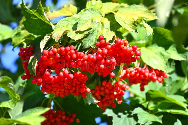 Some ripe viburnum on branch royalty free stock photos
