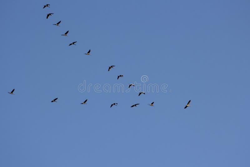 Some storks migrating forming an V shape