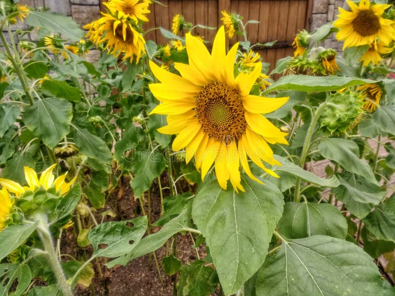 Beautiful sunflower surrounded by more sunflowers royalty free stock photo Beautiful sunflower surrounded by more sunflowers royalty free stock photo