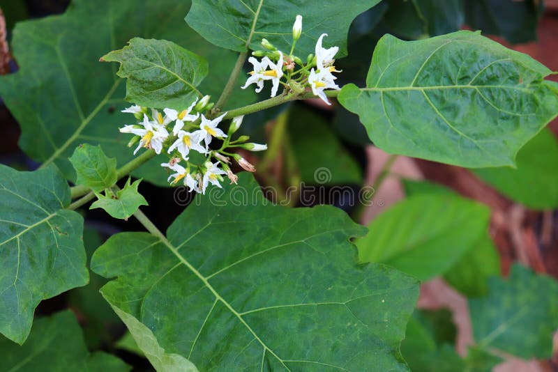 Some White Eggplant and Green Leaves Stock Image Image of autumn