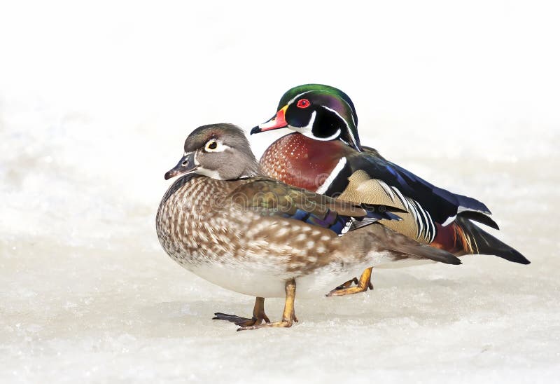 Some Wood Ducks Standing on the Frozen Ice in Ottawa, Canada Stock