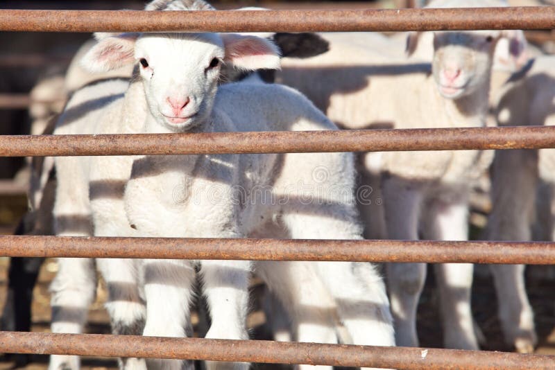 Some young lambs fenced in stock photo. Image of fence 48429880