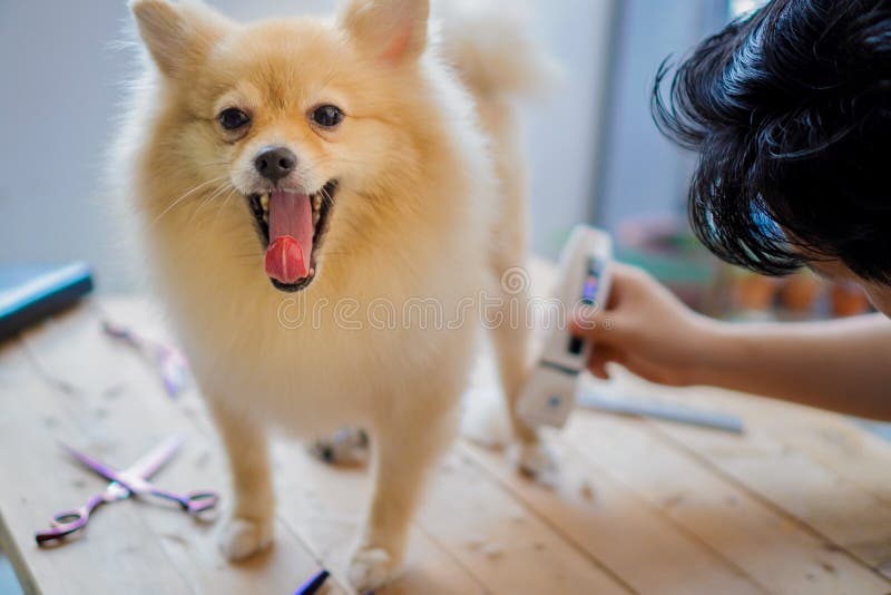 Grooming or Cut a Dog Hair a Pomeranian or Small Dog Breed with a Hair  Clippers and it Sticks Out Its Tongue Stock Image - Image of adorable,  animal: 172172173
