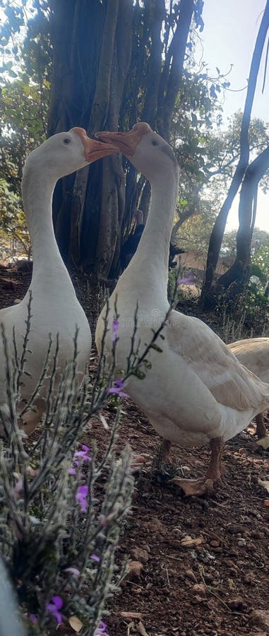 Something good in woods... ducks love ðŸ˜˜ royalty free stock images