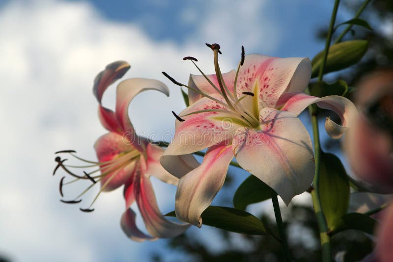 Orienpet Lilies Stock Photos - Free & Royalty-Free Stock Photos from  Dreamstime