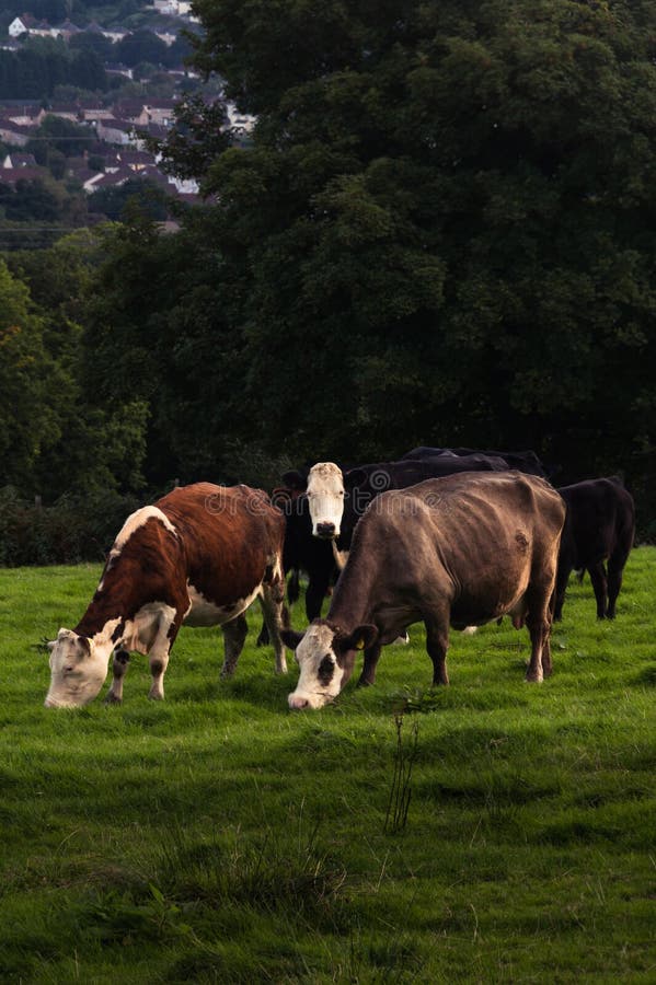 Tree Cows Posing / Image that Represent the Love for Animals / Cow Starring  at Me Stock Image - Image of mammal, grazing: 134966997