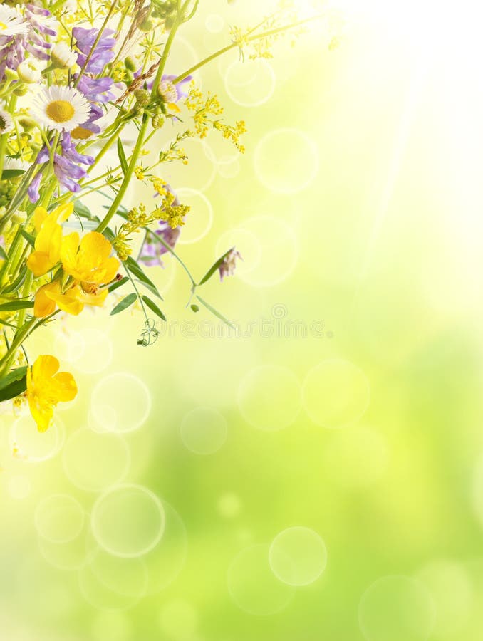 Sommar blommar bakgrund royaltyfria bilder Sommar blommar bakgrund royaltyfria bilder