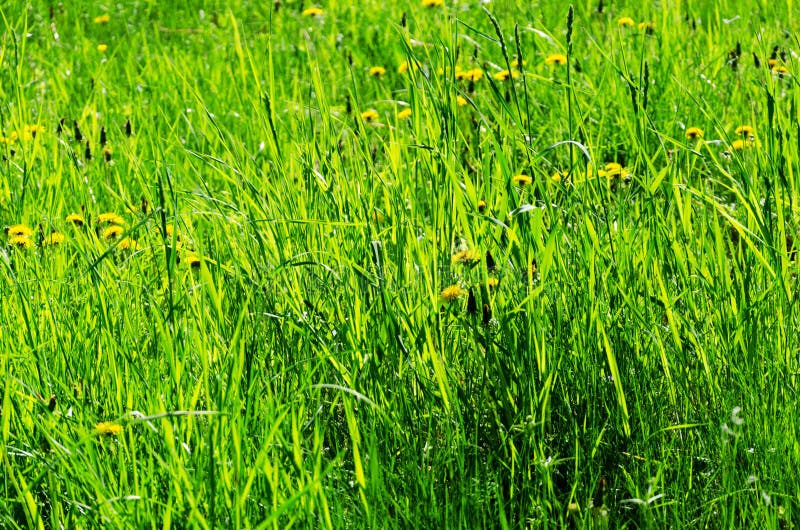 Sommar?ng, blommor och gr?nt gr?s royaltyfria bilder Sommar?ng, blommor och gr?nt gr?s royaltyfria bilder