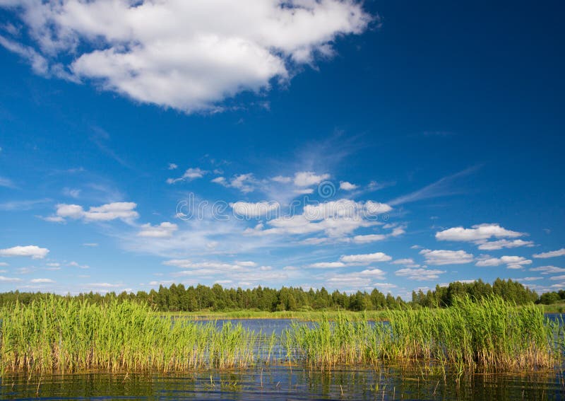 Sommar sjölandskapet med vit fördunklar i den blåa himlen Vassen sjön, fördunklar Sommarlandskap med skogsjön och blå molnig himm royaltyfri foto Sommar sjölandskapet med vit fördunklar i den blåa himlen Vassen sjön, fördunklar Sommarlandskap med skogsjön och blå molnig himm royaltyfri foto
