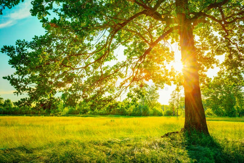 Sommar Sunny Forest Trees And Green Grass Natur arkivbild