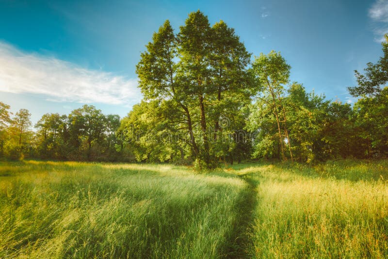 Sommar Sunny Forest Trees And Green Grass Natur royaltyfria bilder