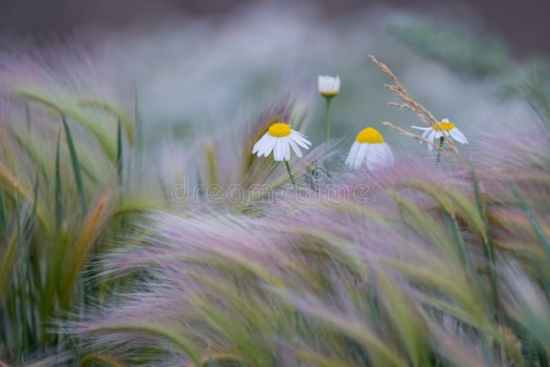 Sommarblomning i koloradslandet royaltyfri foto