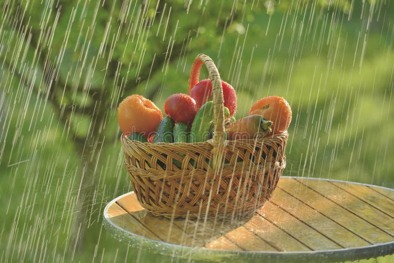 Sommarregn och grönsaker