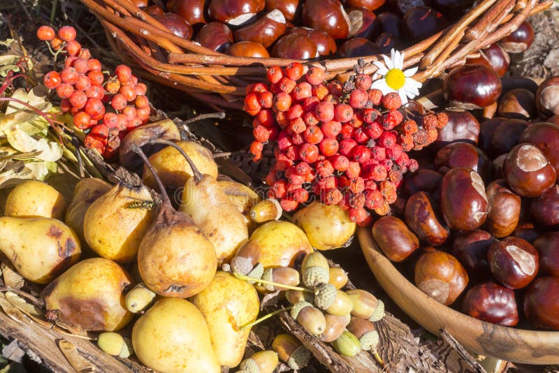 Sommarsamling av frukt, muttrar och bär arkivfoto Sommarsamling av frukt, muttrar och bär arkivfoto