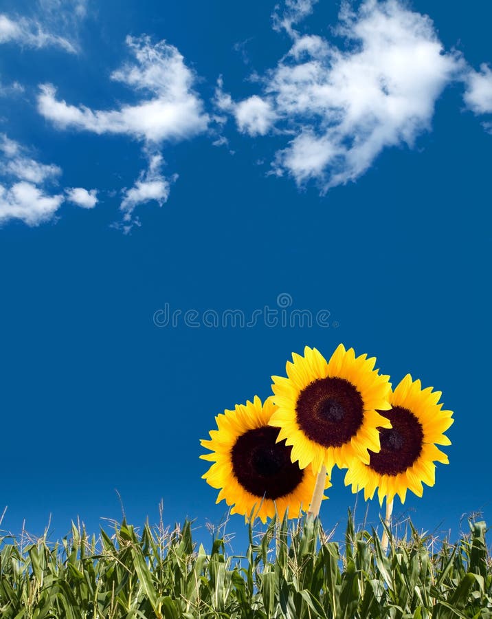 sommarsolros sommarsolros