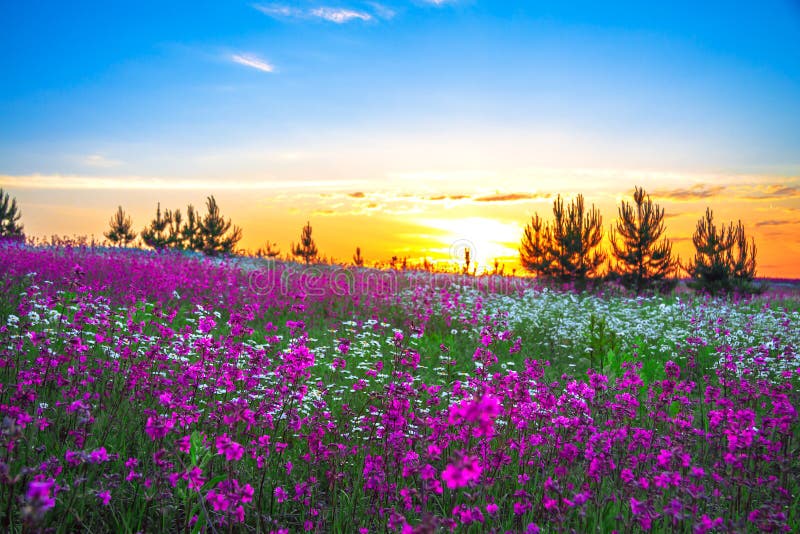 Sommarsoluppgång över en blomstra äng royaltyfria foton
